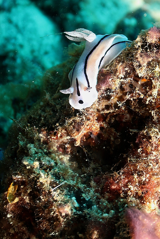 Sipadan_2015_Nudibranche_Doris de Loch_Chromodoris lochi_IMG_2676_rc.jpg